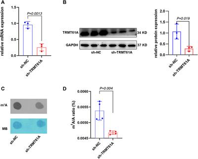 Transcriptome-wide 1-methyladenosine functional profiling of messenger RNA and long non-coding RNA in bladder cancer